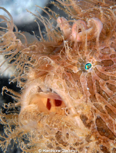 Hair
Nikon D200, 60 micro , twin storbo
Lembeh strait by Marchione Giacomo 
